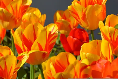 Színes tulipánmező