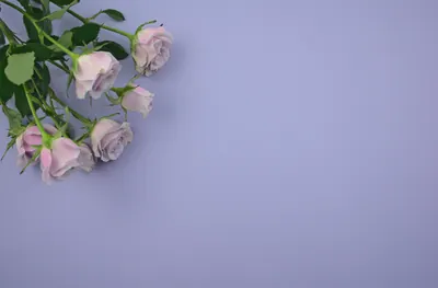 Vörös rózsák csokorban