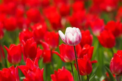 Sárga tulipánok