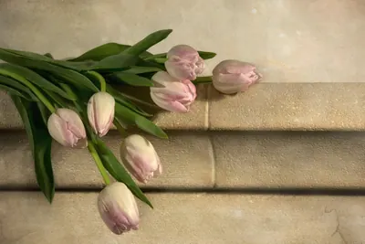 Piros-sárga tulipánsor