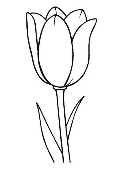 Tulipán virágfeje — sablon