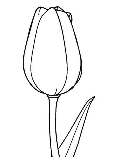 Tulipánbimbó — sablon